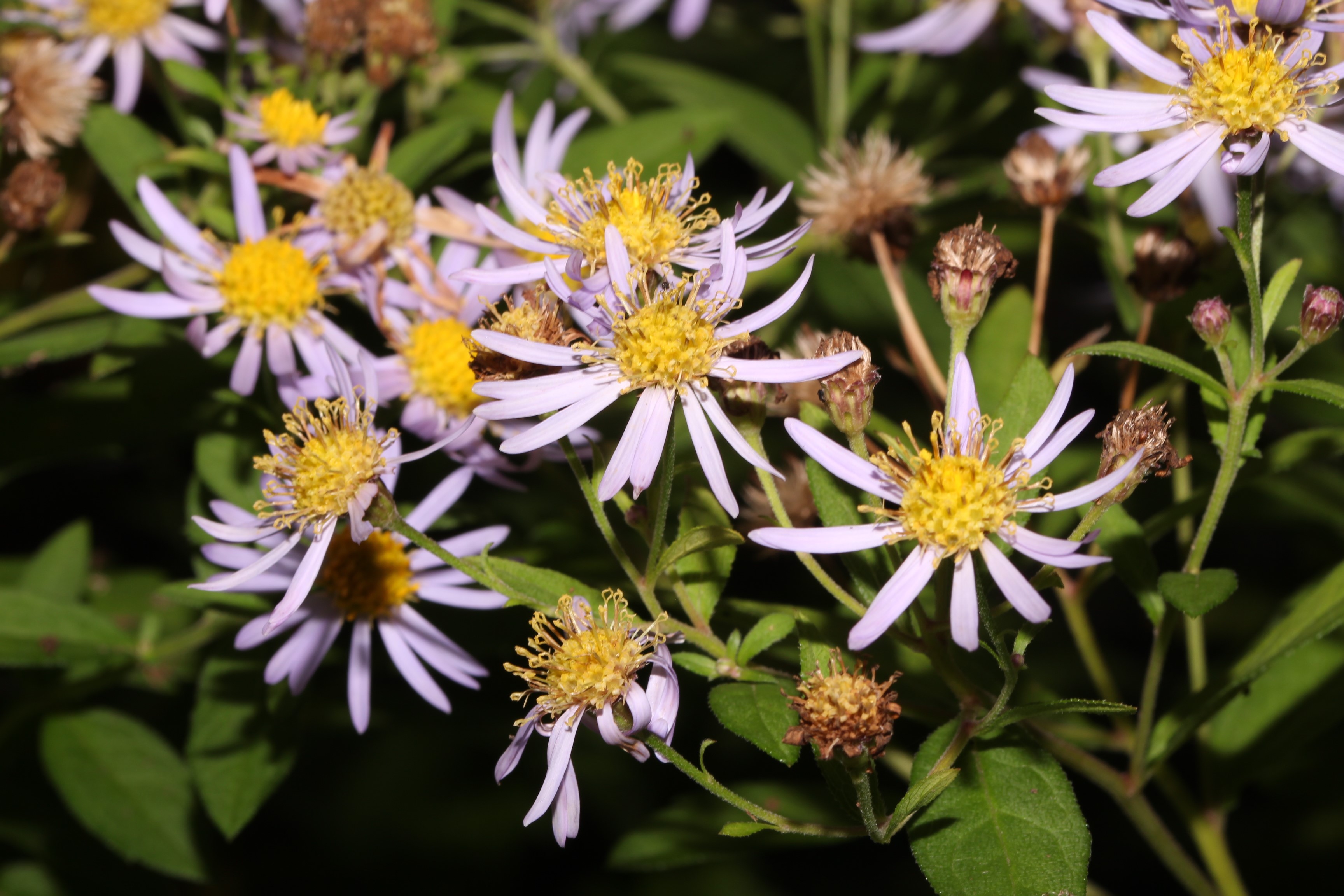 Aster ageratoides Ashvi